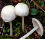 Alboleptonia sericella - Fungi Species | sokos jishebi | სოკოს ჯიშები